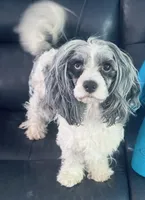 Lilly🥰, a female Cavapoo for sale in Aiken, SC – 2 of 2