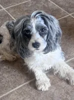 Lilly, a female Cavapoo for sale in Aiken, SC – Photo 2 of 6
