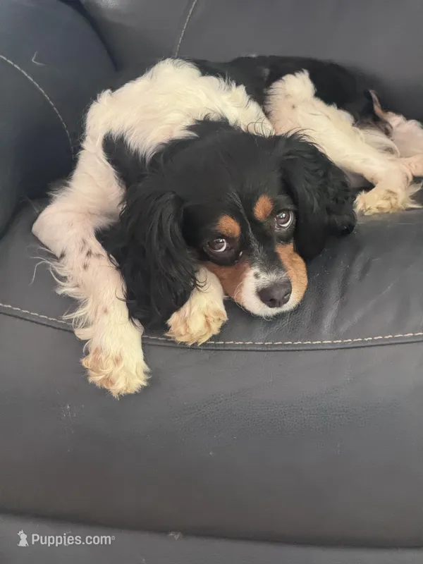 Pippa-PENDING  – Cavalier King Charles Spaniel puppy for sale in Aiken, SC