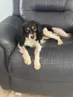 Pippa-PENDING , a female Cavalier King Charles Spaniel for sale in Aiken, SC – Photo 2 of 3
