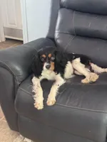 Pippa-PENDING , a female Cavalier King Charles Spaniel for sale in Aiken, SC – Photo 3 of 3