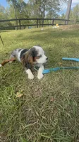 Chloe, a female Cavalier King Charles Spaniel for sale in Aiken, SC – Photo 2 of 5