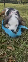 Chloe, a female Cavalier King Charles Spaniel for sale in Aiken, SC – Photo 5 of 5