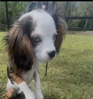 Chloe, a female Cavalier King Charles Spaniel for sale in Aiken, SC – Photo 1 of 5