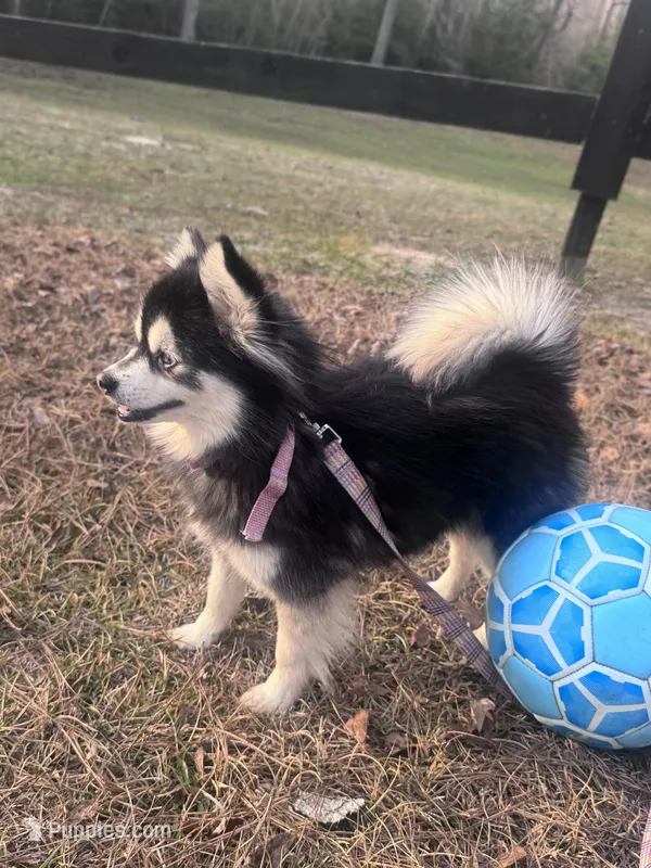 Koia – Pomsky puppy for sale in Aiken, SC