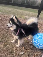 Koia, a female Pomsky for sale in Aiken, SC – Photo 1 of 5