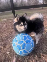 Koia, a female Pomsky for sale in Aiken, SC – Photo 3 of 5