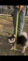 Koia, a female Pomsky for sale in Aiken, SC – Photo 2 of 5