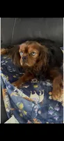 Harrison , a male Cavalier King Charles Spaniel for sale in Aiken, SC – Photo 4 of 5
