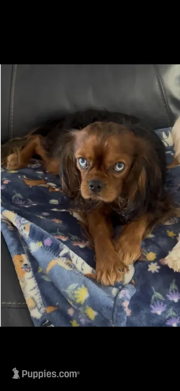 Harrison , a male Cavalier King Charles Spaniel for sale in Aiken, SC – 1 of 5