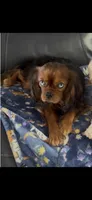 Harrison , a male Cavalier King Charles Spaniel for sale in Aiken, SC – Photo 3 of 5