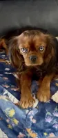 Harrison , a male Cavalier King Charles Spaniel for sale in Aiken, SC – Photo 1 of 5