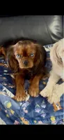 Harrison , a male Cavalier King Charles Spaniel for sale in Aiken, SC – Photo 5 of 5