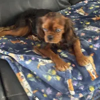 Sold!, a male Cavalier King Charles Spaniel for sale in Aiken, SC – Photo 4 of 4