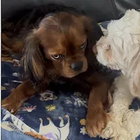 Sold!, a male Cavalier King Charles Spaniel for sale in Aiken, SC – Photo 3 of 4