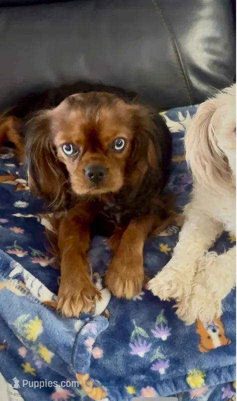 Sold! – Cavalier King Charles Spaniel puppy on hold in Aiken, SC