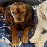 Sold!, a male Cavalier King Charles Spaniel for sale in Aiken, SC – Photo 1 of 4