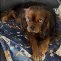 Sold!, a male Cavalier King Charles Spaniel for sale in Aiken, SC – Photo 2 of 4