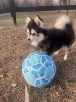 Koia, a female Pomsky for sale in Aiken, SC – Photo 5 of 5