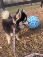 Koia, a female Pomsky for sale in Aiken, SC – Photo 4 of 5
