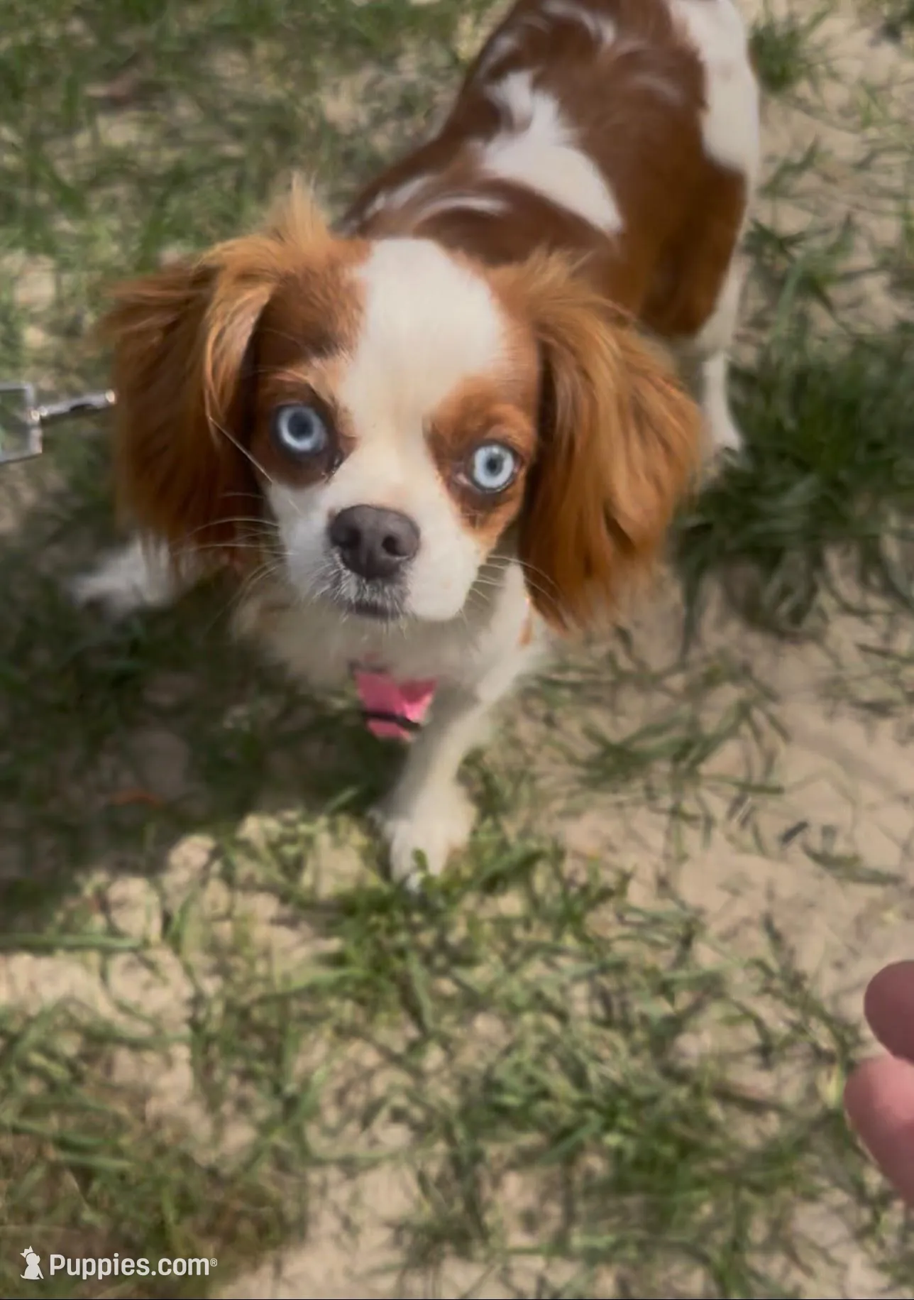 Clara  – Cavalier King Charles Spaniel puppy for sale in Aiken, SC