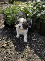 Ollie -Deposit Recieved ✅ , a male Cavalier King Charles Spaniel for sale in Aiken, SC – Photo 4 of 7