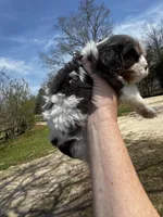 Ollie -Deposit Recieved ✅ , a male Cavalier King Charles Spaniel for sale in Aiken, SC – Photo 2 of 7