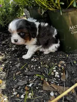 Ollie -Deposit Recieved ✅ , a male Cavalier King Charles Spaniel for sale in Aiken, SC – Photo 5 of 7