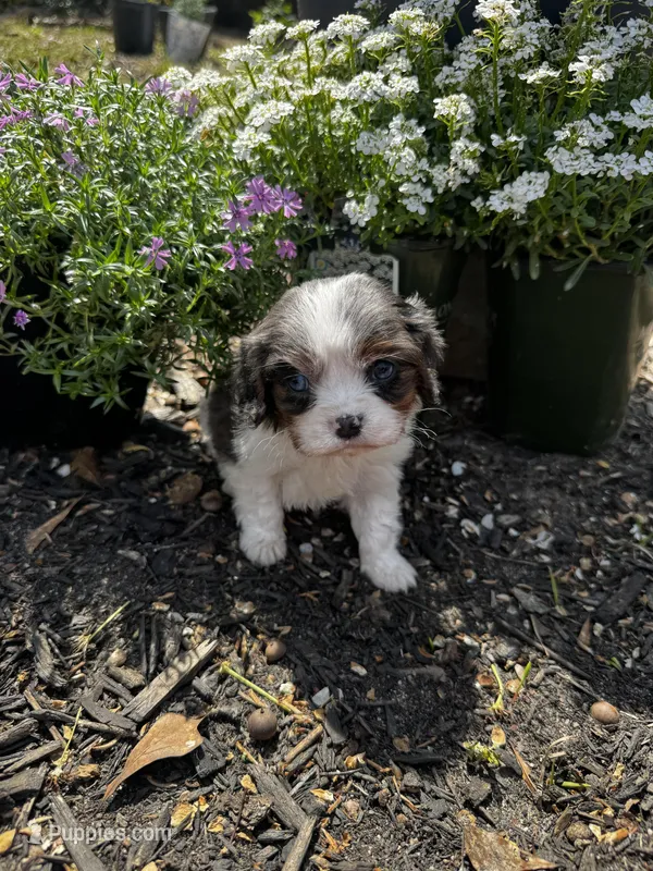 Ollie -Deposit Recieved ✅  – Cavalier King Charles Spaniel puppy for sale in Aiken, SC