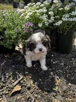 Ollie -Deposit Recieved ✅ , a male Cavalier King Charles Spaniel for sale in Aiken, SC – Photo 3 of 7