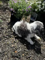 Ollie -Deposit Recieved ✅ , a male Cavalier King Charles Spaniel for sale in Aiken, SC – Photo 7 of 7