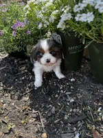 Ollie -Deposit Recieved ✅ , a male Cavalier King Charles Spaniel for sale in Aiken, SC – Photo 6 of 7