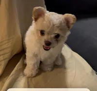 Rosie, a female Chihuahua and Yorkshire Terrier for sale in Houston, TX – Photo 4 of 7