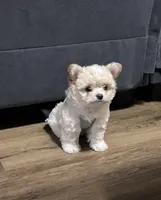 Rosie, a female Chihuahua and Yorkshire Terrier for sale in Houston, TX – Photo 6 of 7