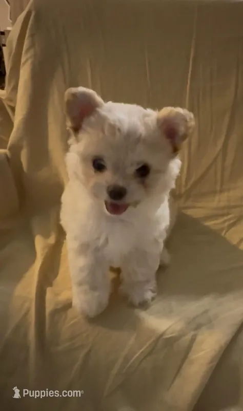 Rosie – Chihuahua, Yorkshire Terrier puppy for sale in Houston, TX