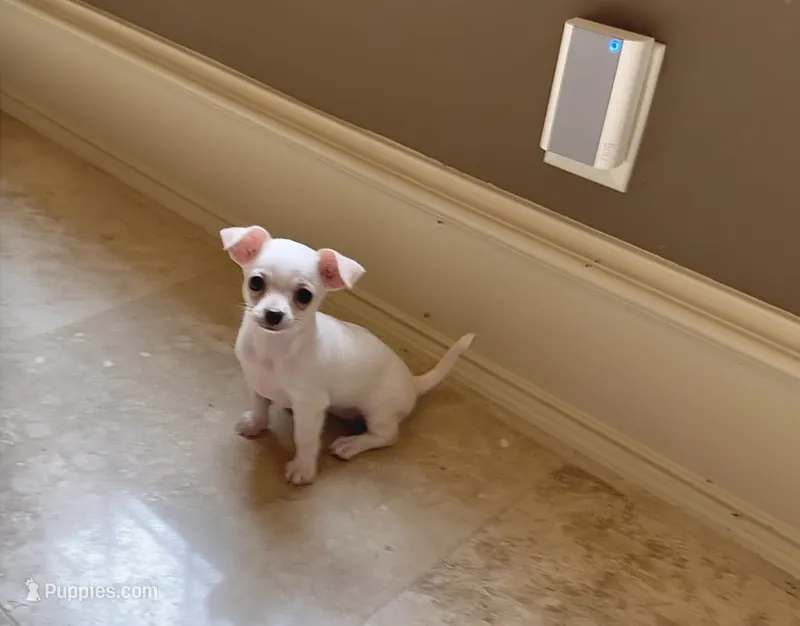 Snow white – Chihuahua puppy for sale in Houston, TX
