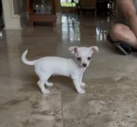 Snow white, a female Chihuahua for sale in Houston, TX – 2 of 6