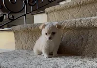 Suki, a male Chihuahua for sale in Houston, TX – Photo 3 of 5