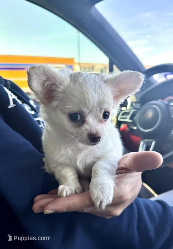 Jessy, a female Chihuahua for sale in Houston, TX – Photo 1 of 7