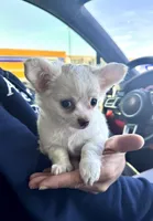 Jessy, a female Chihuahua for sale in Houston, TX – Photo 1 of 7