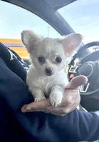 Jessy, a female Chihuahua for sale in Houston, TX – Photo 2 of 7