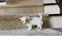 Jessy, a female Chihuahua for sale in Houston, TX – Photo 6 of 8