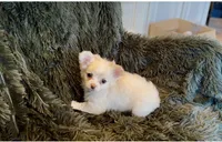 Jessy, a female Chihuahua for sale in Houston, TX – Photo 8 of 8