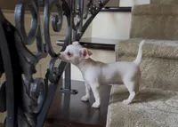 Snow white, a female Chihuahua for sale in Houston, TX – 3 of 6
