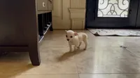Bambi, a female Chihuahua for sale in Houston, TX – 2 of 4