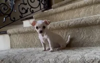 Snow white, a female Chihuahua for sale in Houston, TX – 5 of 6