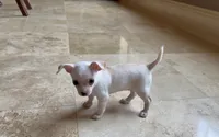 Snow white, a female Chihuahua for sale in Houston, TX – 6 of 6
