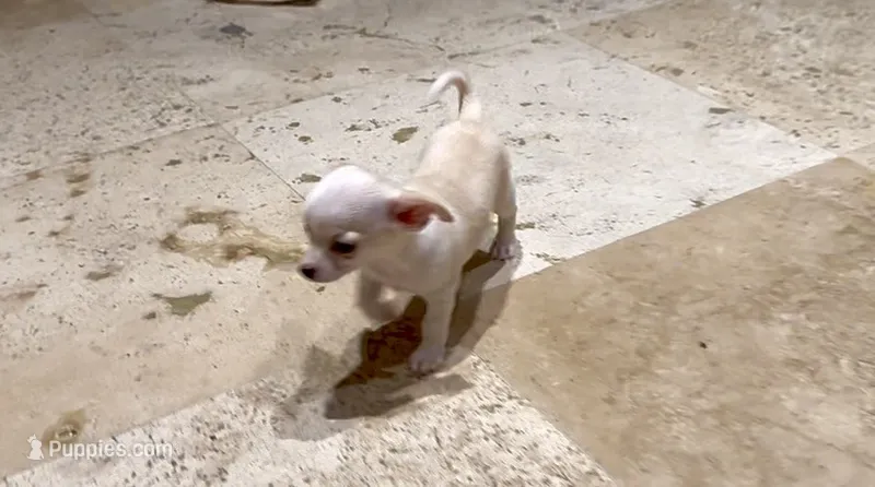 Bambi – Chihuahua puppy for sale in Houston, TX