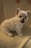 Rosie, a female Chihuahua for sale in Houston, TX – Photo 4 of 7