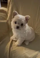 Rosie, a female Chihuahua for sale in Houston, TX – Photo 2 of 7